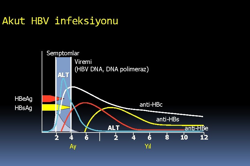 Akut HBV infeksiyonu Semptomlar Viremi (HBV DNA, DNA polimeraz) ALT HBe. Ag anti-HBc HBs.