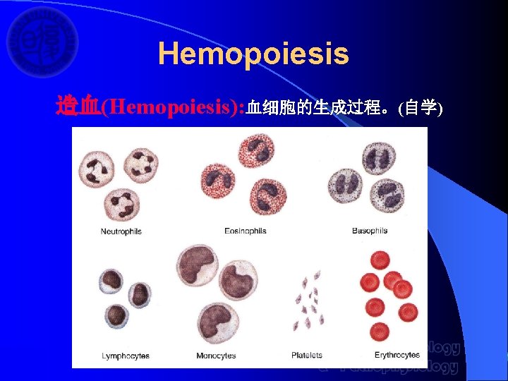 Hemopoiesis 造血(Hemopoiesis): 血细胞的生成过程。(自学) 
