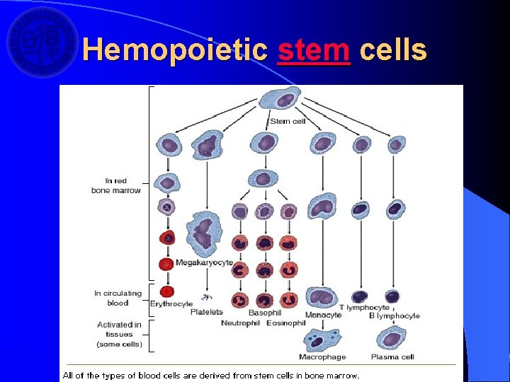 Hemopoietic stem cells 