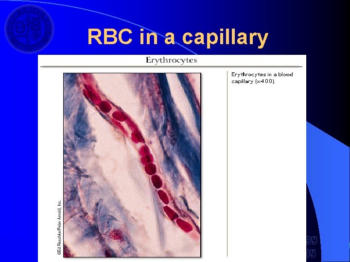 RBC in a capillary 