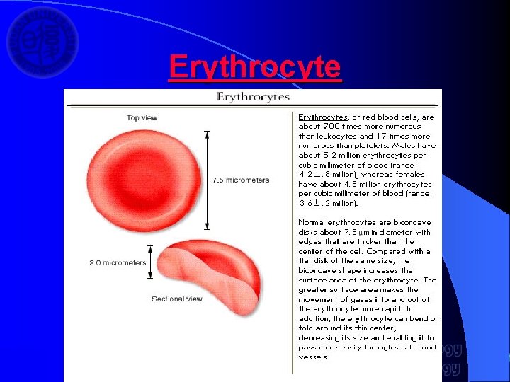 Erythrocyte 