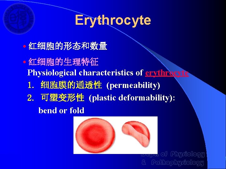 Erythrocyte • 红细胞的形态和数量 • 红细胞的生理特征 Physiological characteristics of erythrocyte 1. 细胞膜的通透性 (permeability) 2. 可塑变形性