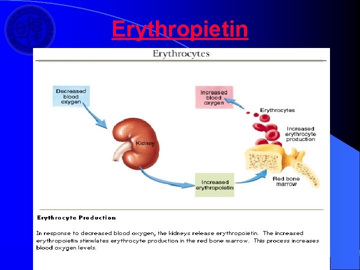 Erythropietin 