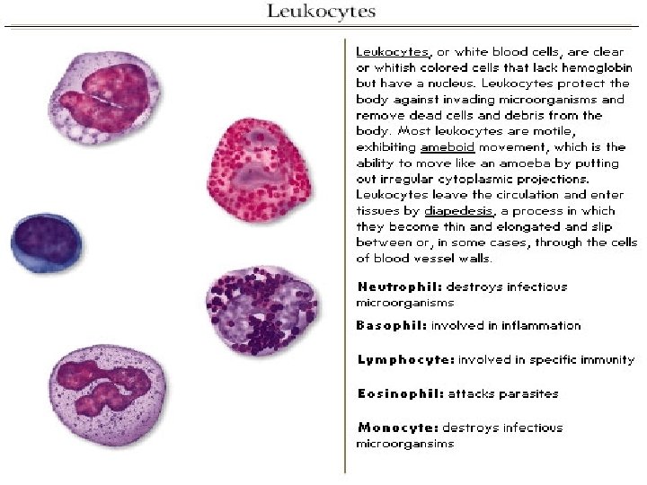 Leukocyte 