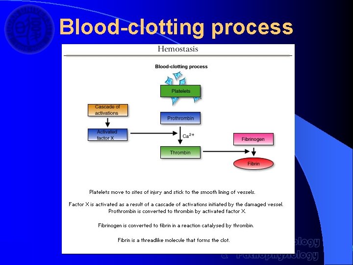 Blood-clotting process 