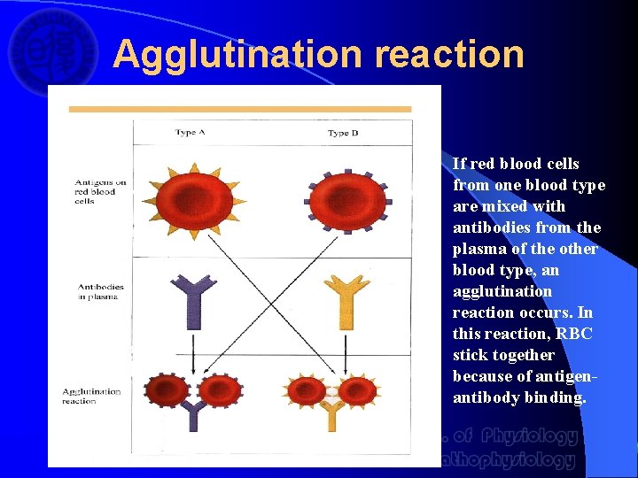 Agglutination reaction If red blood cells from one blood type are mixed with antibodies