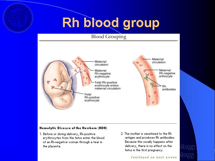 Rh blood group 