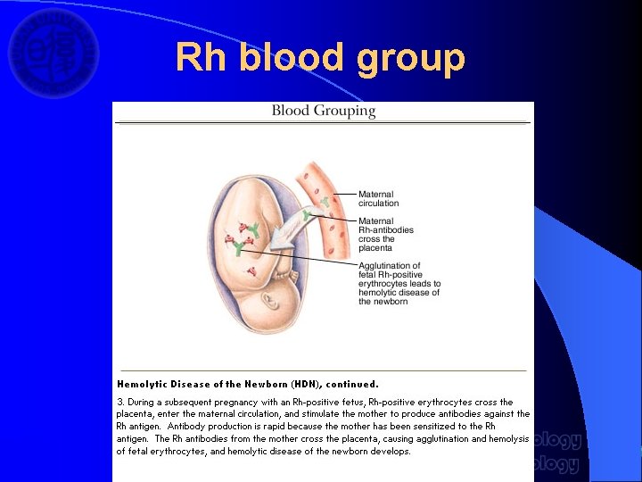 Rh blood group 