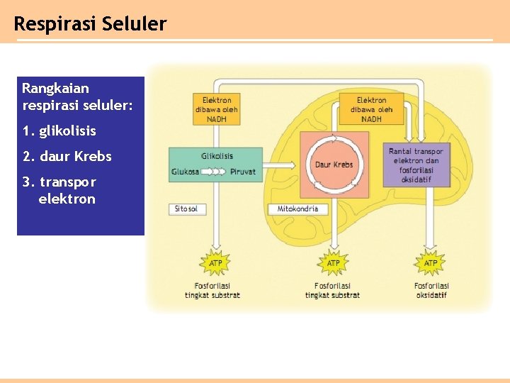 Respirasi Seluler Rangkaian respirasi seluler: 1. glikolisis 2. daur Krebs 3. transpor elektron 