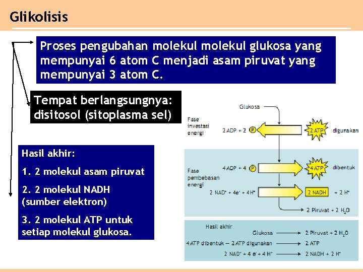 Glikolisis Proses pengubahan molekul glukosa yang mempunyai 6 atom C menjadi asam piruvat yang