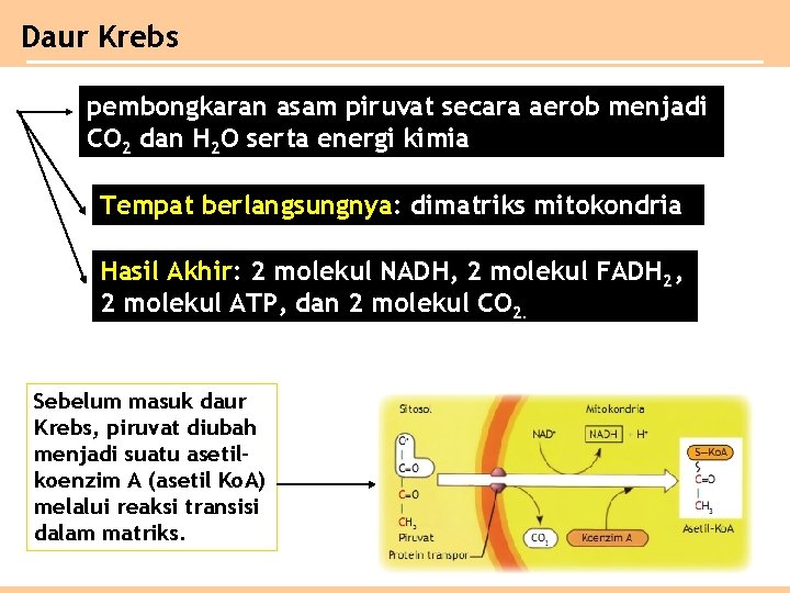 Daur Krebs pembongkaran asam piruvat secara aerob menjadi CO 2 dan H 2 O