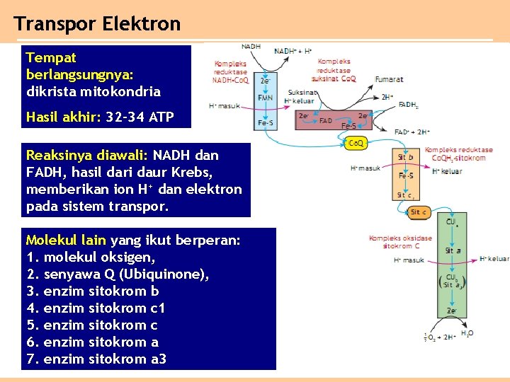 Transpor Elektron Tempat berlangsungnya: dikrista mitokondria Hasil akhir: 32– 34 ATP Reaksinya diawali: NADH