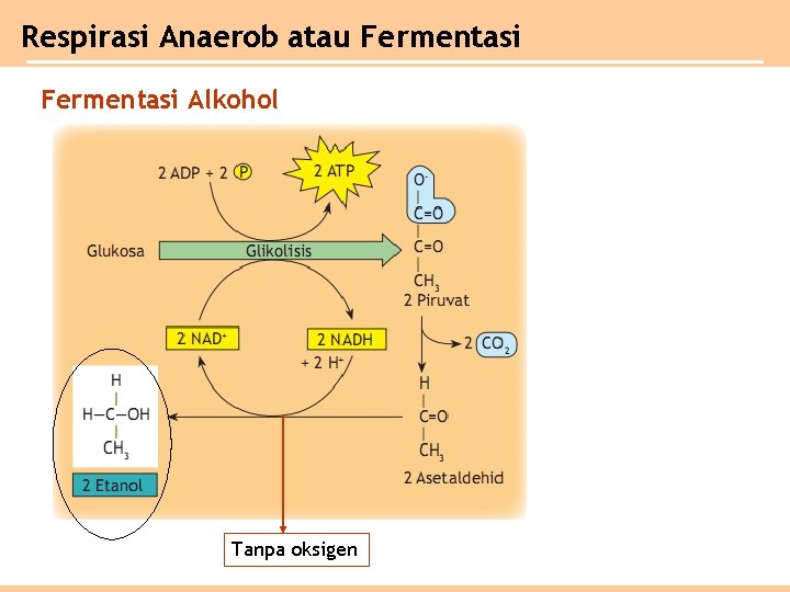 Respirasi Anaerob atau Fermentasi Alkohol Tanpa oksigen 