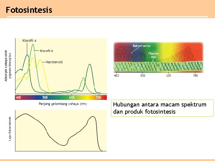 Fotosintesis Hubungan antara macam spektrum dan produk fotosintesis 