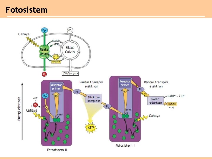 Fotosistem 