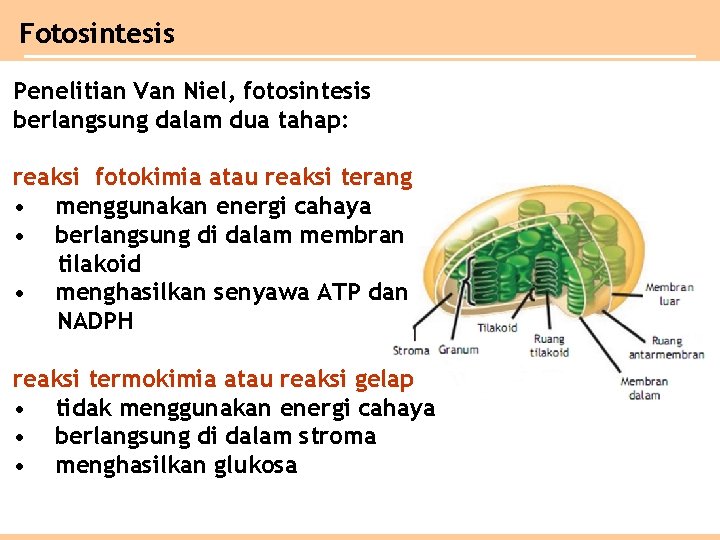 Fotosintesis Penelitian Van Niel, fotosintesis berlangsung dalam dua tahap: reaksi fotokimia atau reaksi terang