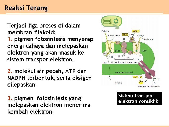 Reaksi Terang Terjadi tiga proses di dalam membran tilakoid: 1. pigmen fotosintesis menyerap energi