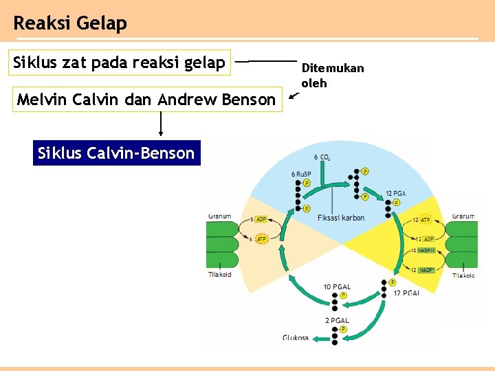 Reaksi Gelap Siklus zat pada reaksi gelap Melvin Calvin dan Andrew Benson Siklus Calvin-Benson