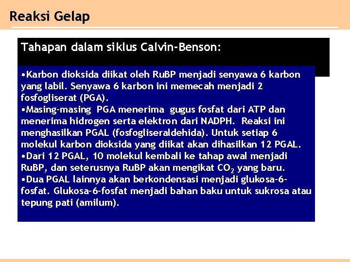 Reaksi Gelap Tahapan dalam siklus Calvin-Benson: • Karbon dioksida diikat oleh Ru. BP menjadi