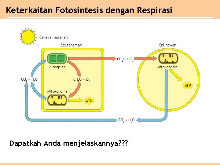 Keterkaitan Fotosintesis dengan Respirasi Dapatkah Anda menjelaskannya? ? ? 