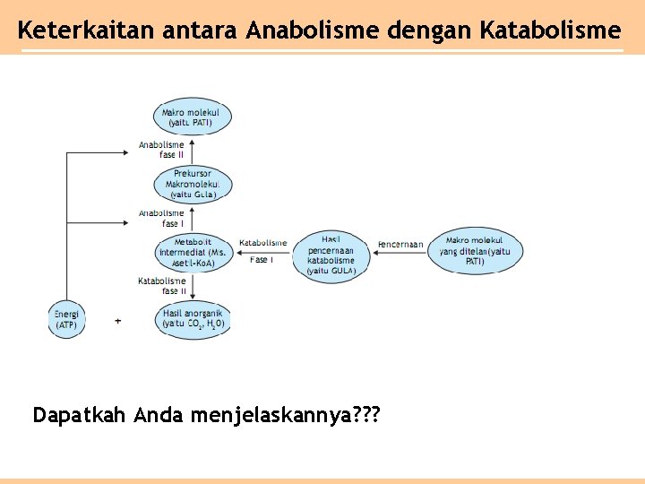 Keterkaitan antara Anabolisme dengan Katabolisme Dapatkah Anda menjelaskannya? ? ? 