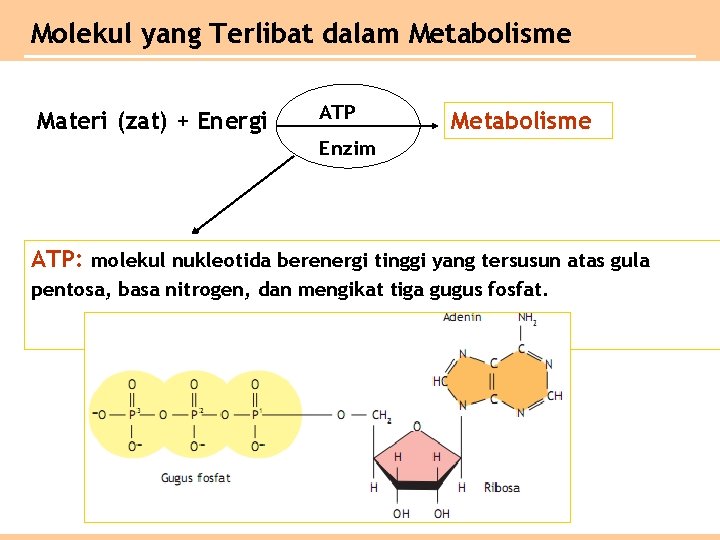 Molekul yang Terlibat dalam Metabolisme Materi (zat) + Energi ATP Metabolisme Enzim ATP: molekul