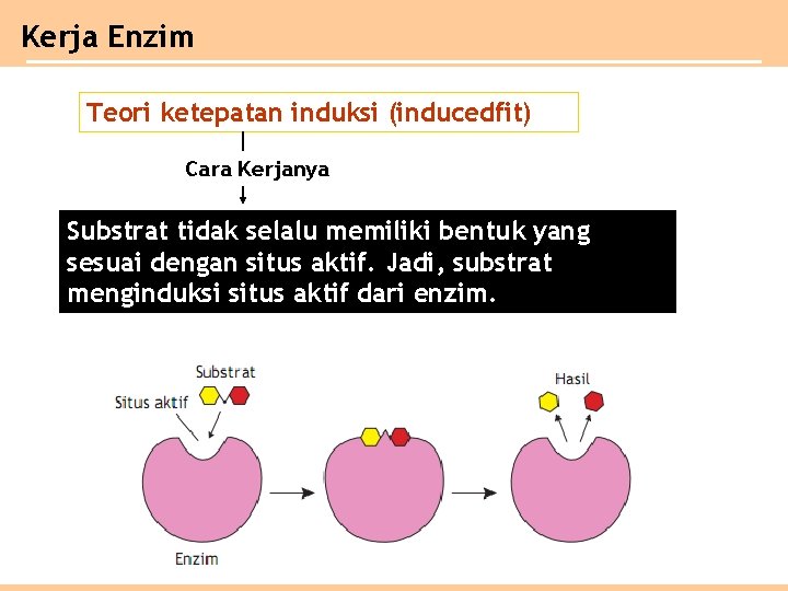 Kerja Enzim Teori ketepatan induksi (inducedfit) Cara Kerjanya Substrat tidak selalu memiliki bentuk yang