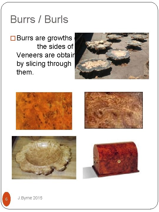Burrs / Burls � Burrs are growths on the sides of trees. Veneers are