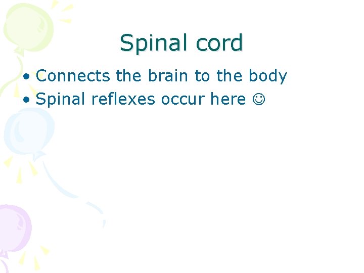 Spinal cord • Connects the brain to the body • Spinal reflexes occur here