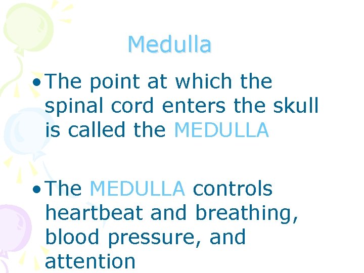 Medulla • The point at which the spinal cord enters the skull is called