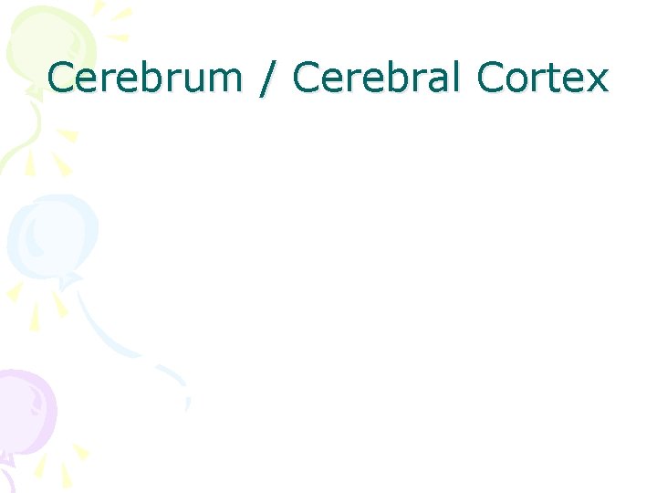 Cerebrum / Cerebral Cortex 