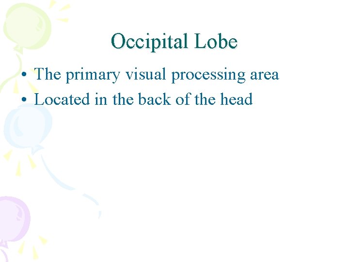 Occipital Lobe • The primary visual processing area • Located in the back of