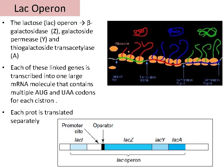 Lac Operon • The lactose (lac) operon → βgalactosidase (Z), galactoside permease (Y) and