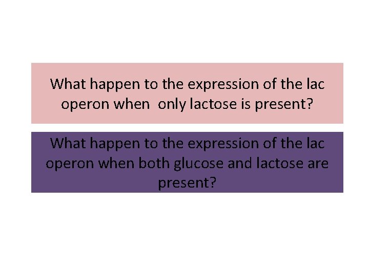 What happen to the expression of the lac operon when only lactose is present?