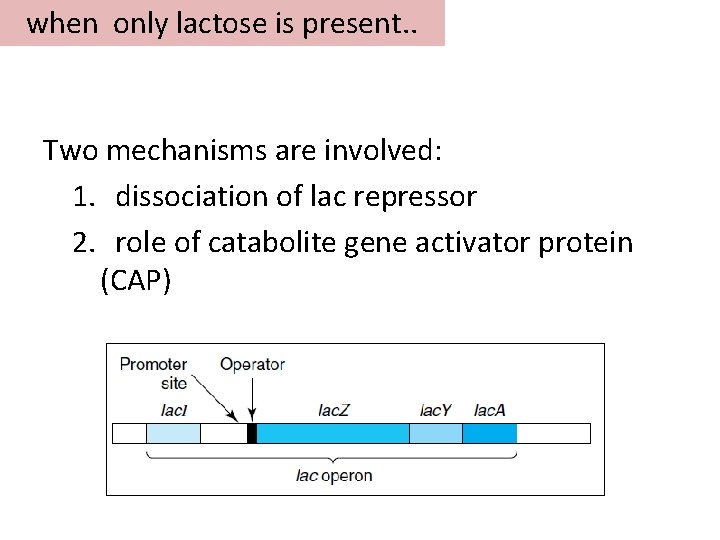 when only lactose is present. . Two mechanisms are involved: 1. dissociation of lac