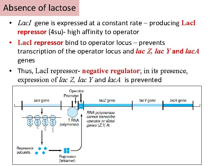 Absence of lactose • Lac. I gene is expressed at a constant rate –