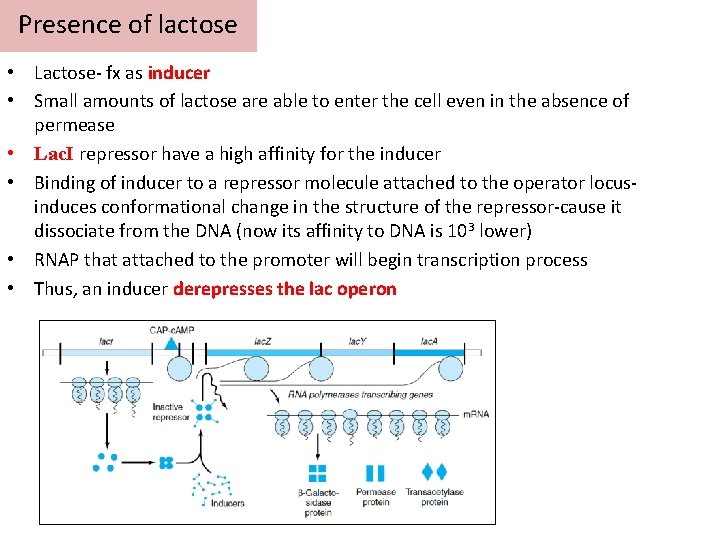 Presence of lactose • Lactose- fx as inducer • Small amounts of lactose are