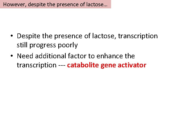 However, despite the presence of lactose… • Despite the presence of lactose, transcription still