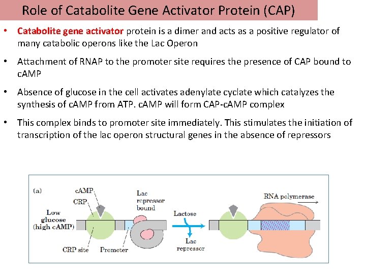 Role of Catabolite Gene Activator Protein (CAP) • Catabolite gene activator protein is a