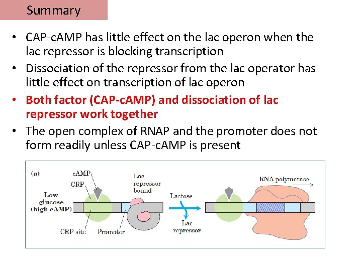 Summary • CAP-c. AMP has little effect on the lac operon when the lac