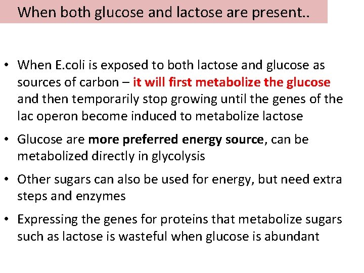 When both glucose and lactose are present. . • When E. coli is exposed