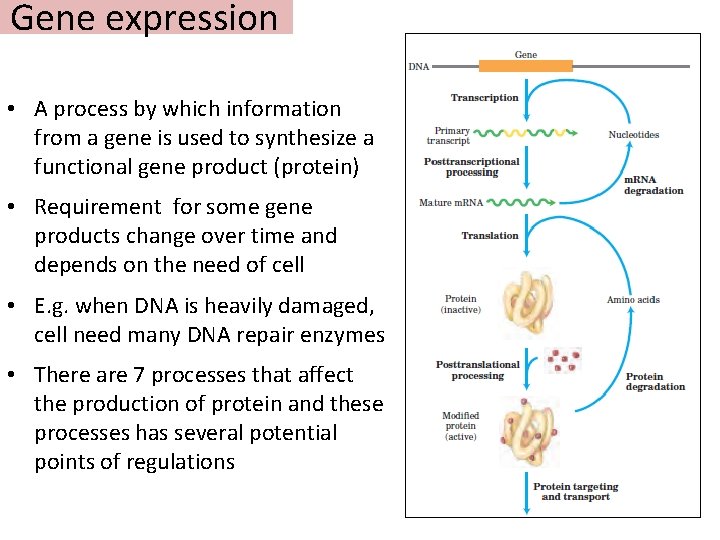 Gene expression • A process by which information from a gene is used to