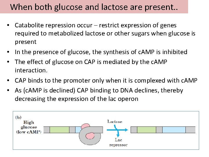 When both glucose and lactose are present. . • Catabolite repression occur – restrict