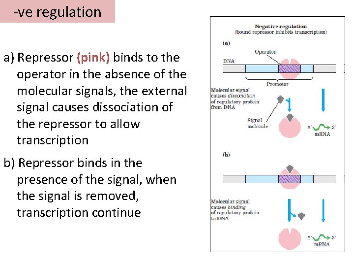 -ve regulation a) Repressor (pink) binds to the operator in the absence of the