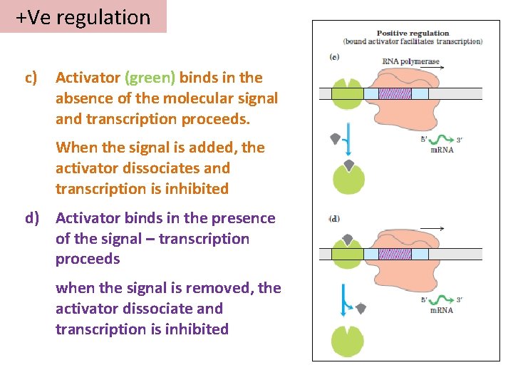 +Ve regulation c) Activator (green) binds in the absence of the molecular signal and