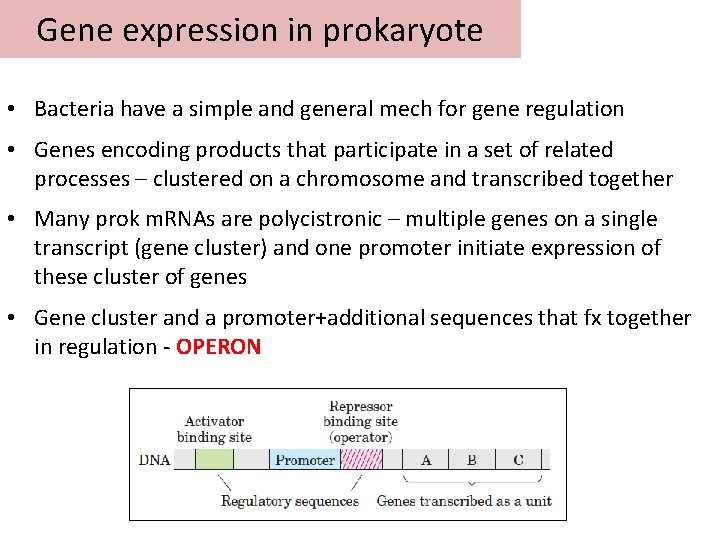 Gene expression in prokaryote • Bacteria have a simple and general mech for gene