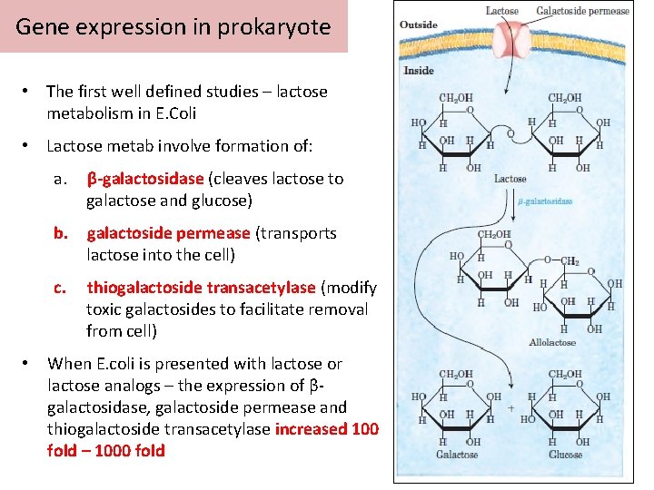 Gene expression in prokaryote • The first well defined studies – lactose metabolism in