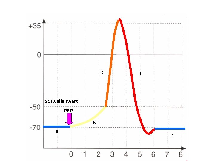 c d Schwellenwert REIZ b a e 