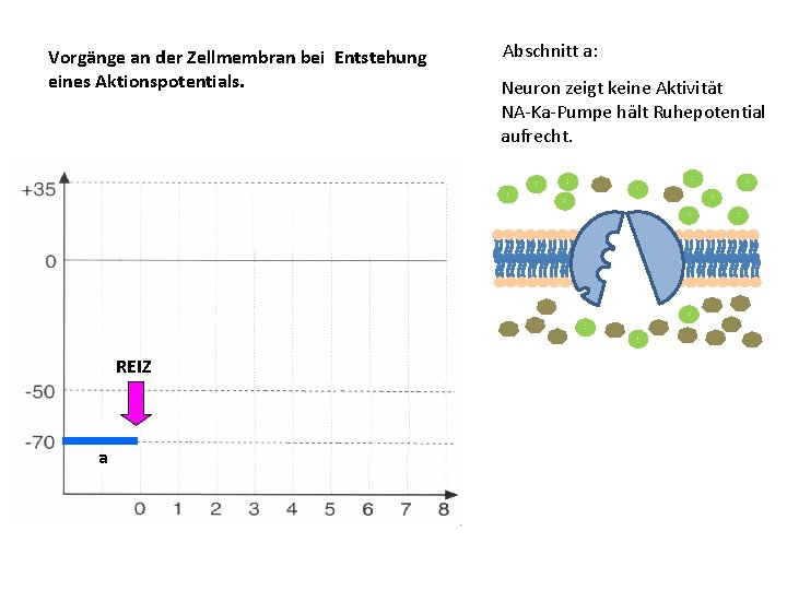 Vorgänge an der Zellmembran bei Entstehung eines Aktionspotentials. Abschnitt a: Neuron zeigt keine Aktivität