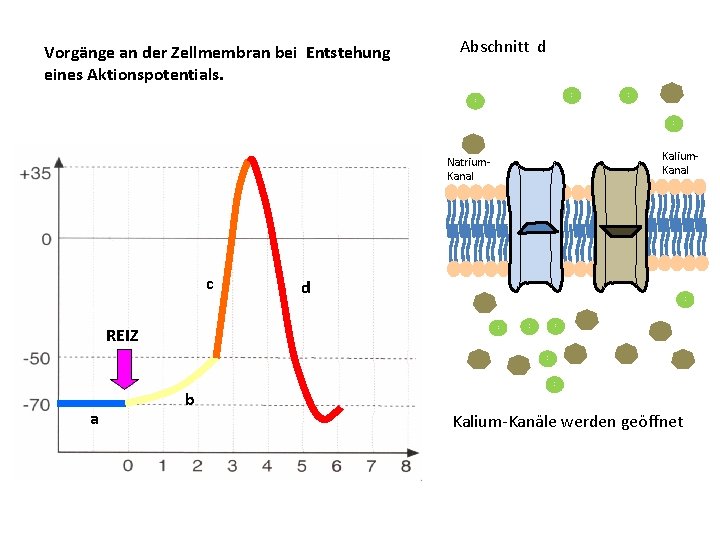 Vorgänge an der Zellmembran bei Entstehung eines Aktionspotentials. Abschnitt d N a K+ N